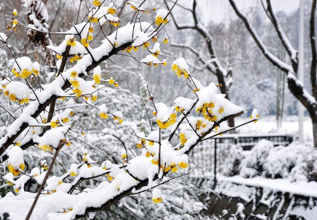 什么，腊梅居然不是梅花？这么多年都认错了