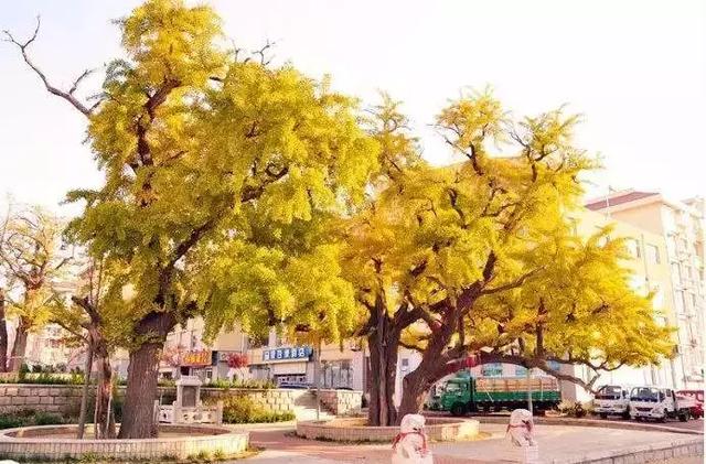 神道口、寨子、鲸园、钦村、涝台……威海这些地名的来历，快来看看你知道几个？