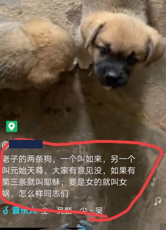 无知者猖言，将狗取名为“如来”“女娲”不怕天谴吗？