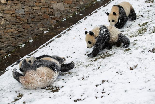 一周图片｜当大熊猫遇见雪，“滚滚”玩嗨了