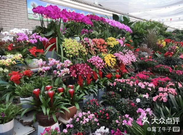 想买花扮靓春节？今天推荐9家值得一逛的京城花市