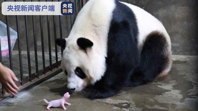 4只秦岭大熊猫“萌宝”出生！快来给它们起名字吧