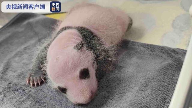 4只秦岭大熊猫“萌宝”出生！快来给它们起名字吧