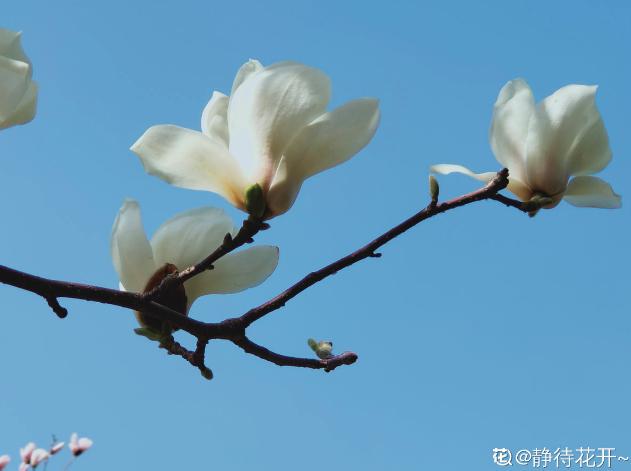 这6种植物，一到春天满树繁花，路过花瓣都能落头上