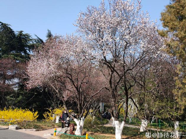 这6种植物，一到春天满树繁花，路过花瓣都能落头上