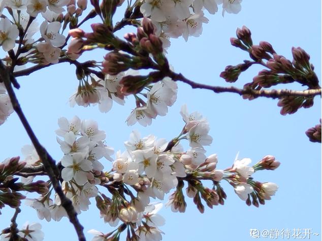 这6种植物，一到春天满树繁花，路过花瓣都能落头上