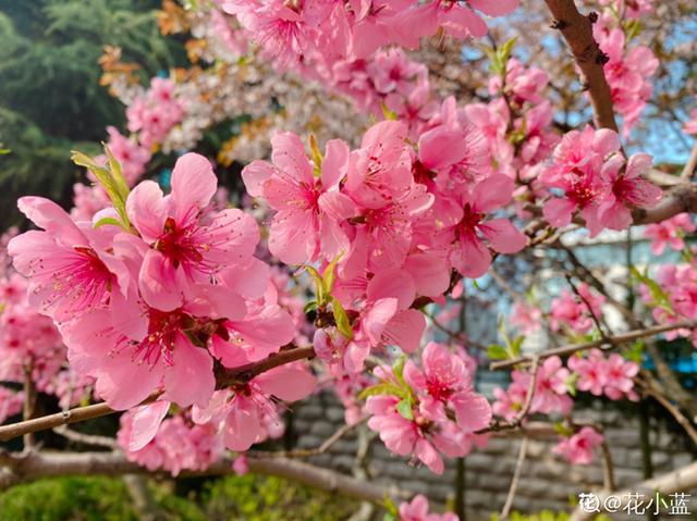 8种不“吉利花”，养在家里“有麻烦”，到底扔不扔？