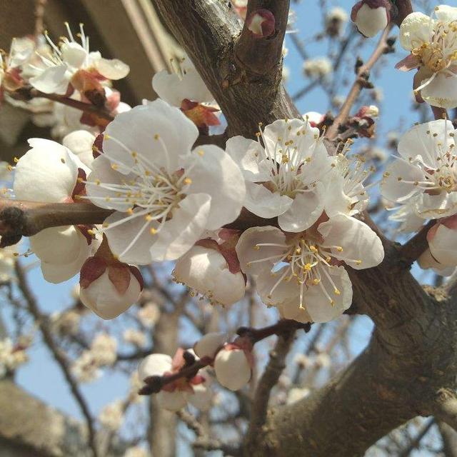 每个月都有不同花神，你出生的月份是什么花？