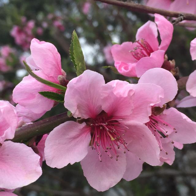 每个月都有不同花神，你出生的月份是什么花？