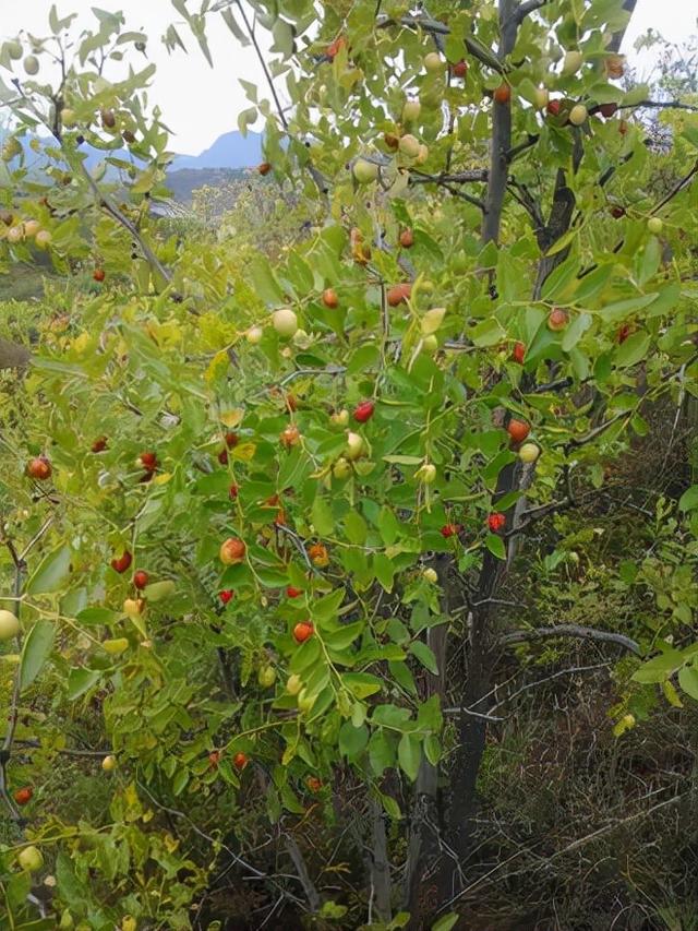 小时候常吃的9种“野果子”，现在还不认识？科普一下，满是回忆