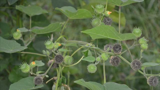 小时候常吃的9种“野果子”，现在还不认识？科普一下，满是回忆