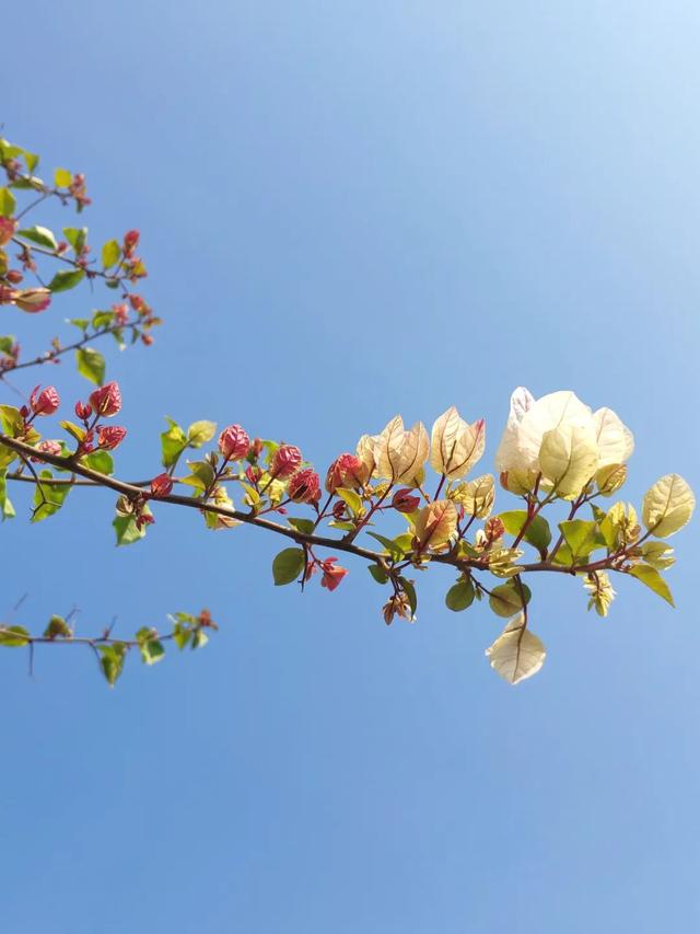 10首经典《蝶恋花》，全是传世名作，柳永的最深情，苏轼的最伤感