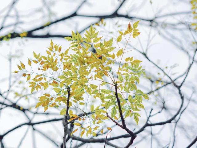 10首经典《蝶恋花》，全是传世名作，柳永的最深情，苏轼的最伤感