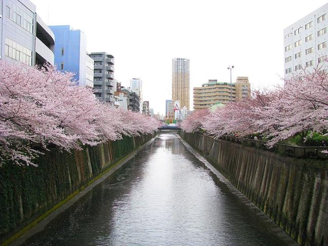 称霸“樱花界”的染井吉野，其实是克隆花？