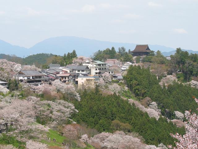 称霸“樱花界”的染井吉野，其实是克隆花？