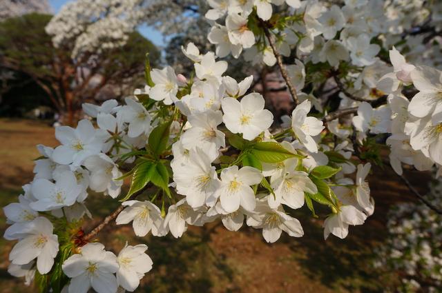 称霸“樱花界”的染井吉野，其实是克隆花？