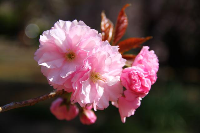 称霸“樱花界”的染井吉野，其实是克隆花？