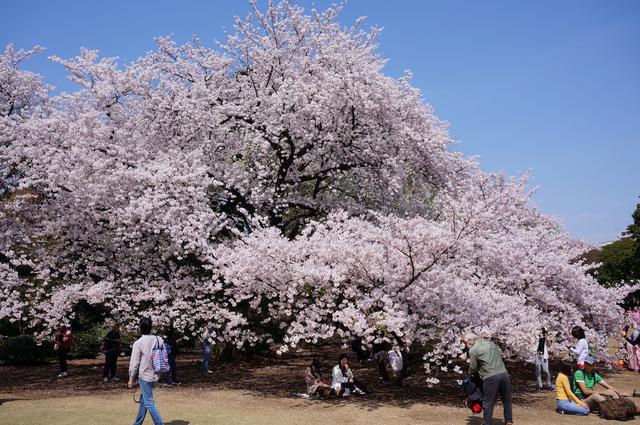 称霸“樱花界”的染井吉野，其实是克隆花？