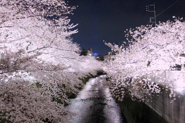 称霸“樱花界”的染井吉野，其实是克隆花？