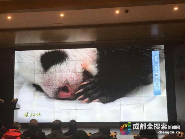 野外救助的大熊猫“草草”生了龙凤胎 宝宝有名字啦