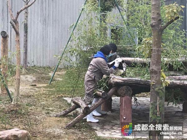 野外救助的大熊猫“草草”生了龙凤胎 宝宝有名字啦