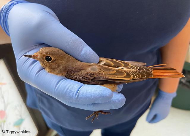 外国动物医生捡回一只瘦弱的小鸟，养大后竟是无比威风的猛禽