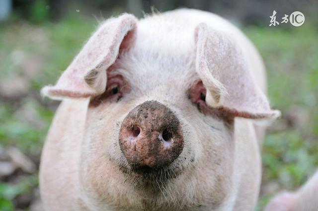 六月养猪需要注意的四大事项，养猪人看完都说好