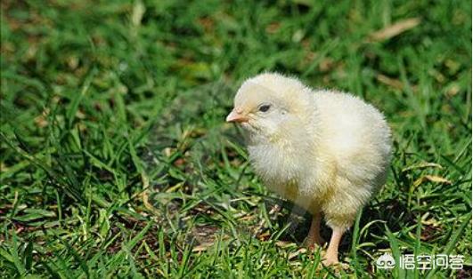 农村老话说“有娘的鸡儿叫叽叽，无娘的鸡儿靠墙栖”是什么意思？有道理吗？