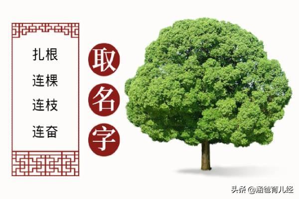 宝宝取名：村里老人给4个儿子取的名字，环环相扣，寓意茁壮成长