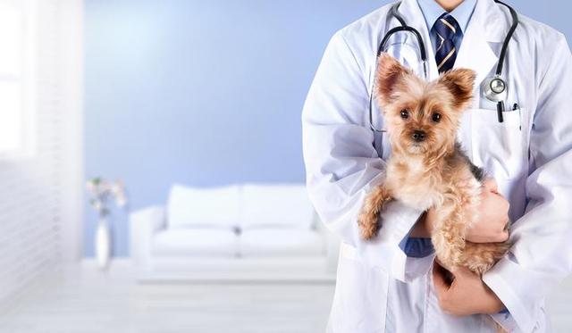 诊疗费比人贵多了 宠物医疗市场乱象何时休？