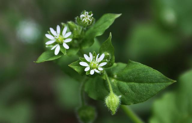 汉字说：“呦呦鹿鸣，食野之芩”里的“芩”是什么植物