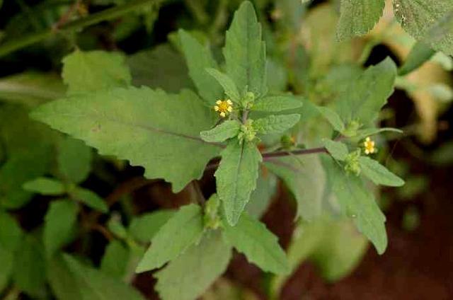 汉字说：“呦呦鹿鸣，食野之芩”里的“芩”是什么植物