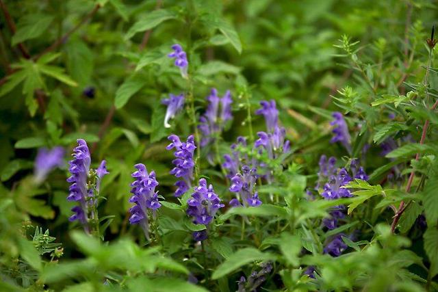 汉字说：“呦呦鹿鸣，食野之芩”里的“芩”是什么植物