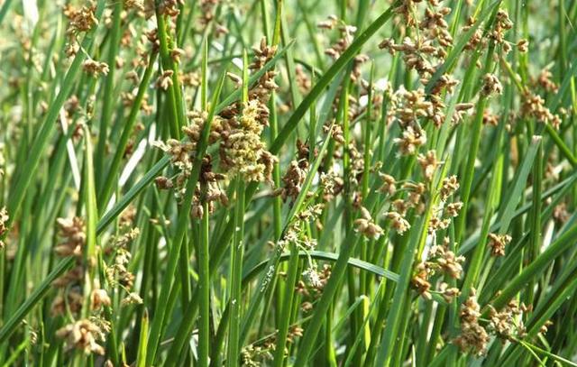 汉字说：“呦呦鹿鸣，食野之芩”里的“芩”是什么植物