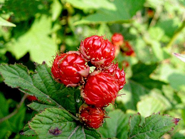 汉字说：“呦呦鹿鸣，食野之芩”里的“芩”是什么植物