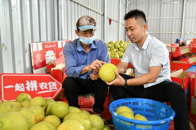 拼多多公益直播间搬进柚子林 仙游副县长助农直播带动文旦柚销量上涨368%