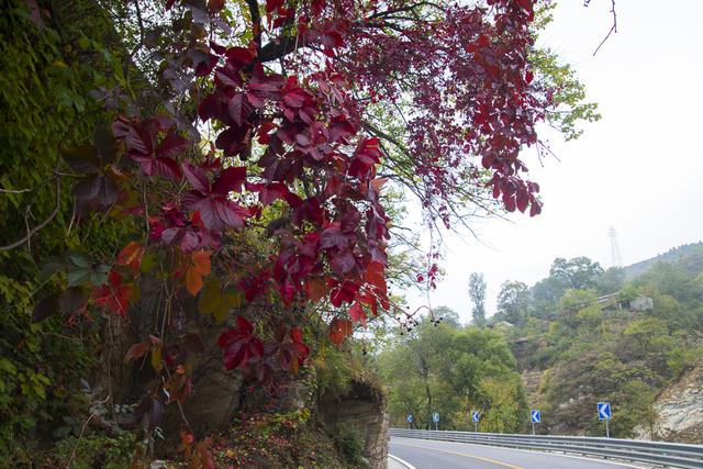 房山的这条路，串联了一季秋色