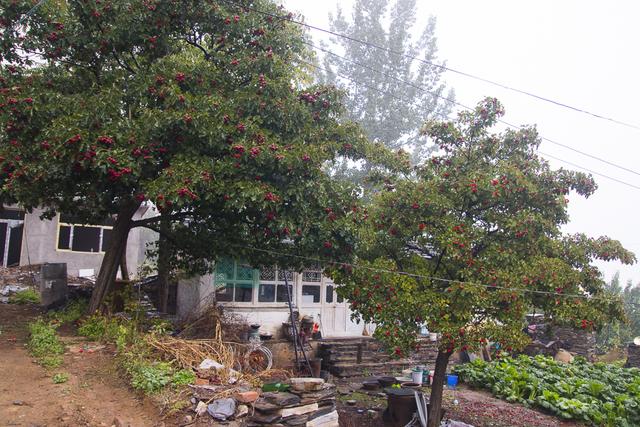 房山的这条路，串联了一季秋色