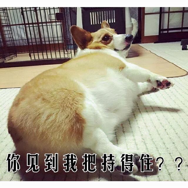 狗界使用率最高的名字，你家狗子撞名了吗？