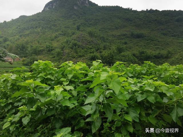 广西樊氏爱心人士驱车百公里进大石山区捐资助学暖心行动让爱延续