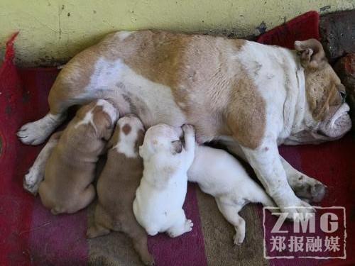 女子开宝马趁失主看世界杯偷走4只小斗牛犬，3天后又偷走狗妈