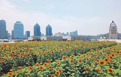 郑州一占地3000平方米“屋顶向日葵”怒放 众多市民爬楼围观
