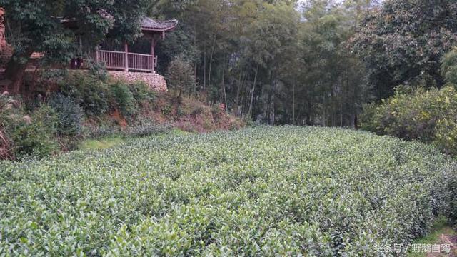 春节期间自驾浙西南的朋友们都看一看，这儿有一篇详细攻略供参考