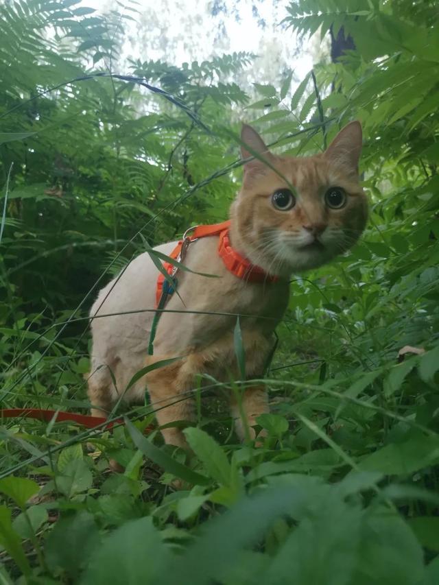 倪虹洁：已离婚，有孩子，热恋中