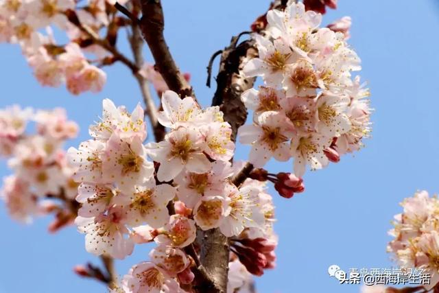 青岛西海岸新区：张家楼镇北寨村：赴一场春天的约会