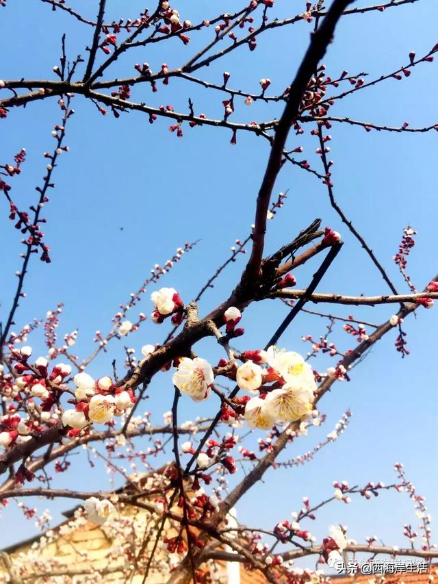 青岛西海岸新区：张家楼镇北寨村：赴一场春天的约会