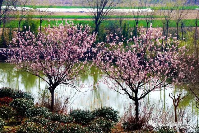 青岛西海岸新区：张家楼镇北寨村：赴一场春天的约会