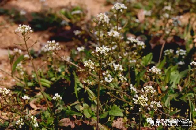 青岛西海岸新区：张家楼镇北寨村：赴一场春天的约会