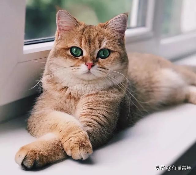 给猫起名叫傻蛋，猫的智商真会变低吗？