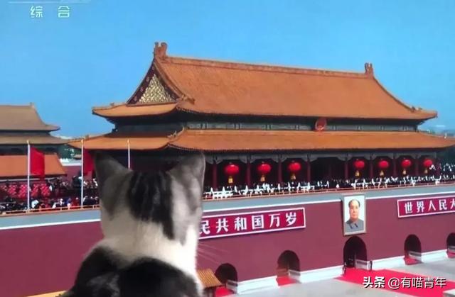 给猫起名叫傻蛋，猫的智商真会变低吗？